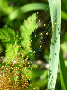 Web bugs leaf photo