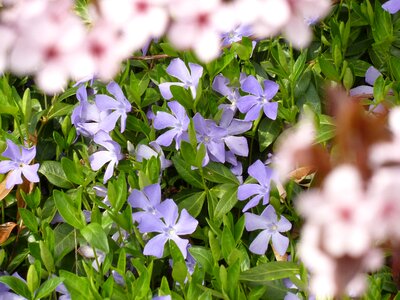 Violet plant blossom bloom photo