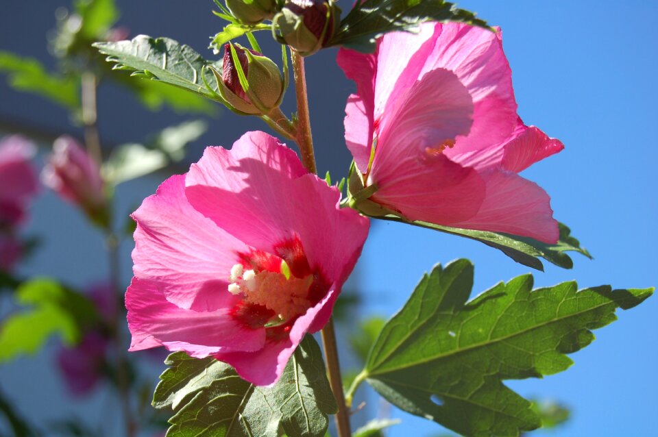 Flower summer