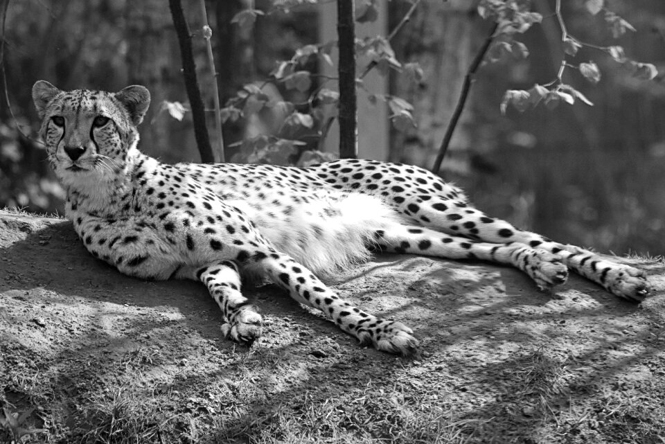 Feline nature predator