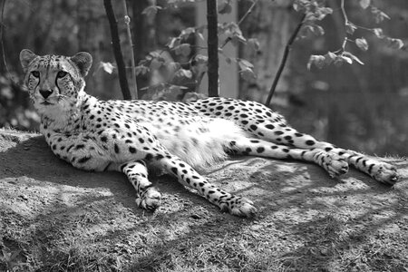Feline nature predator