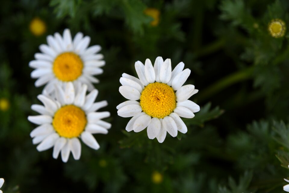 White crystal daisy nanluoguxiang spring