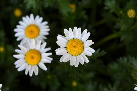 White crystal daisy nanluoguxiang spring photo