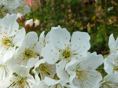 White blossom cherry tree photo