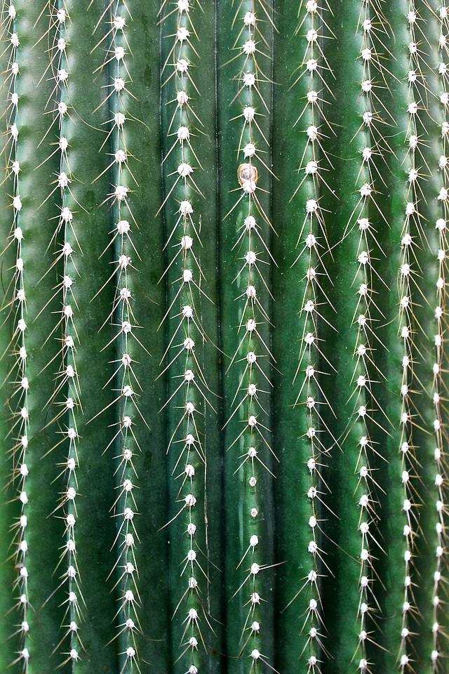 Cactus greenhouse prickly green
