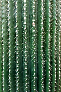 Cactus greenhouse prickly green