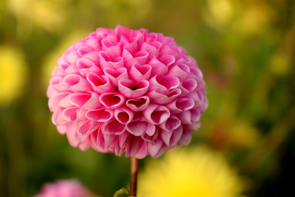 Pink spring dahlia photo