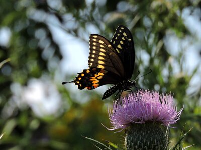 Wildlife wildflower summer