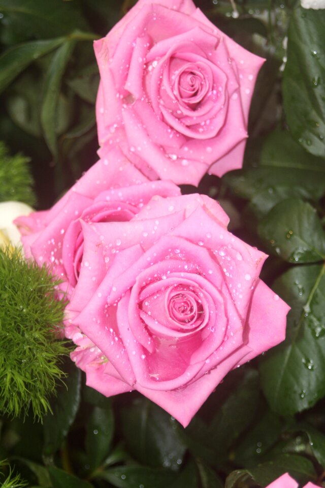 Pink rose blossom bloom