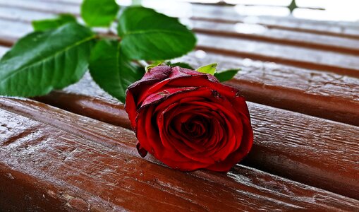 Romantic beautiful rose red rose flower photo