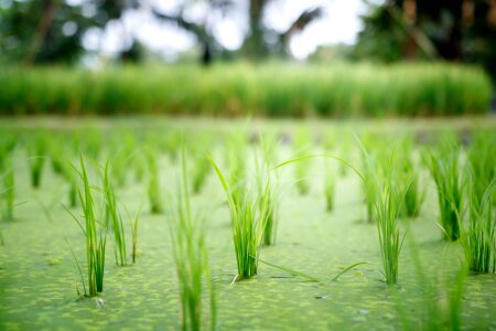 Agriculture green green rice photo