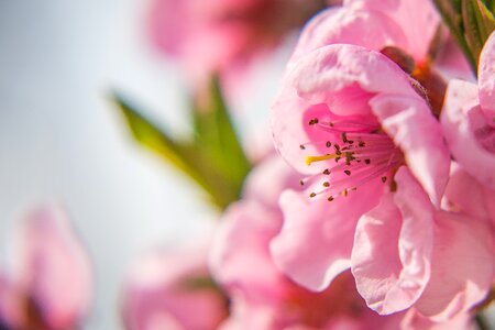Spring nectarine bloom photo