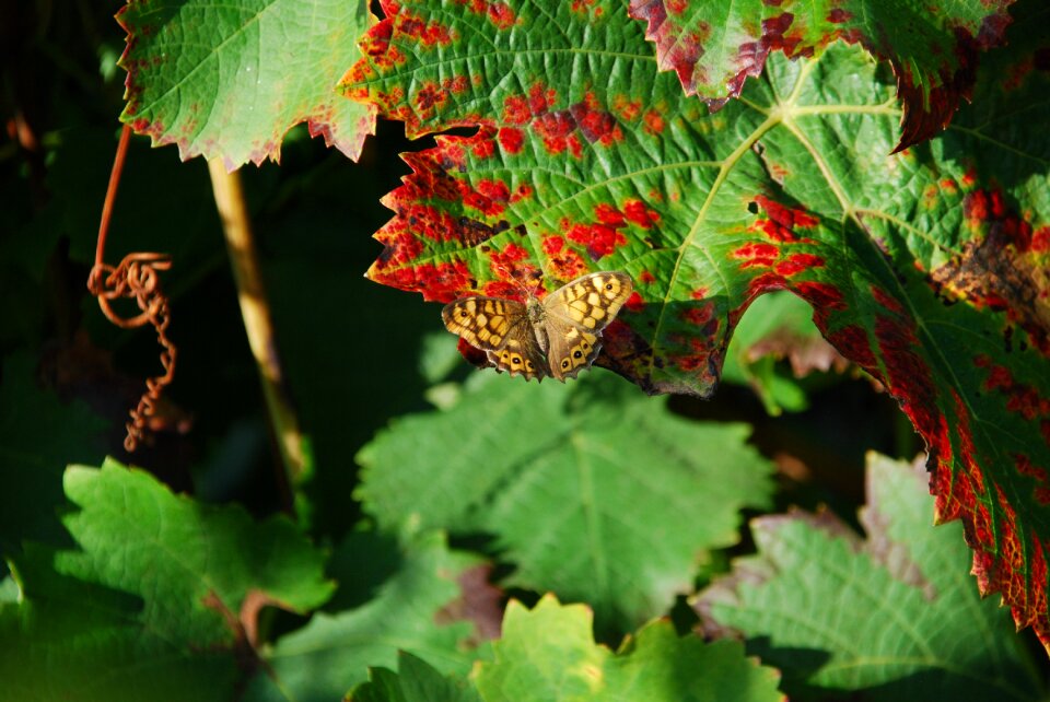 Fall vineyard autumn leaves