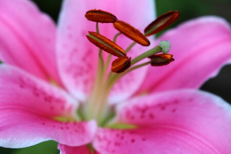 Pollen garden pink