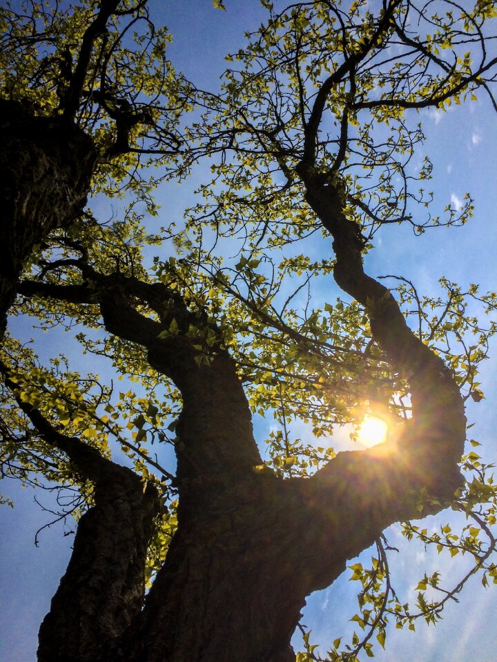Poplar trees branch