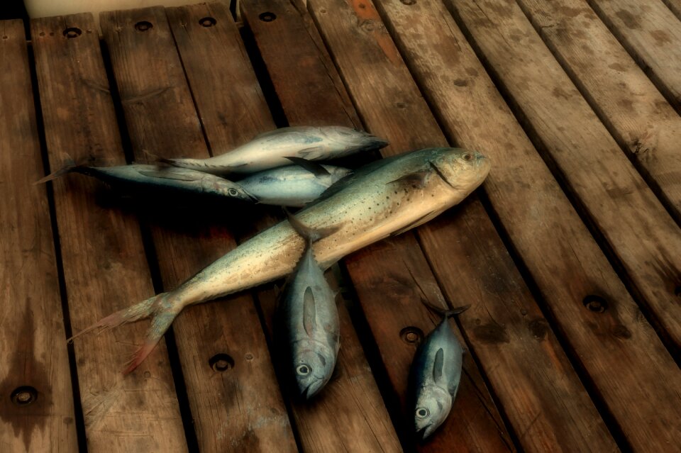 Ocean fishing marine