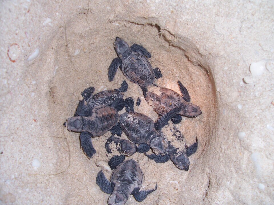 Turtles nest beach