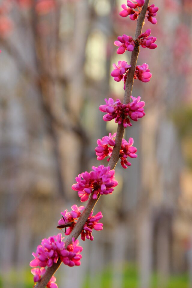 Redbud flower the diagonal composition
