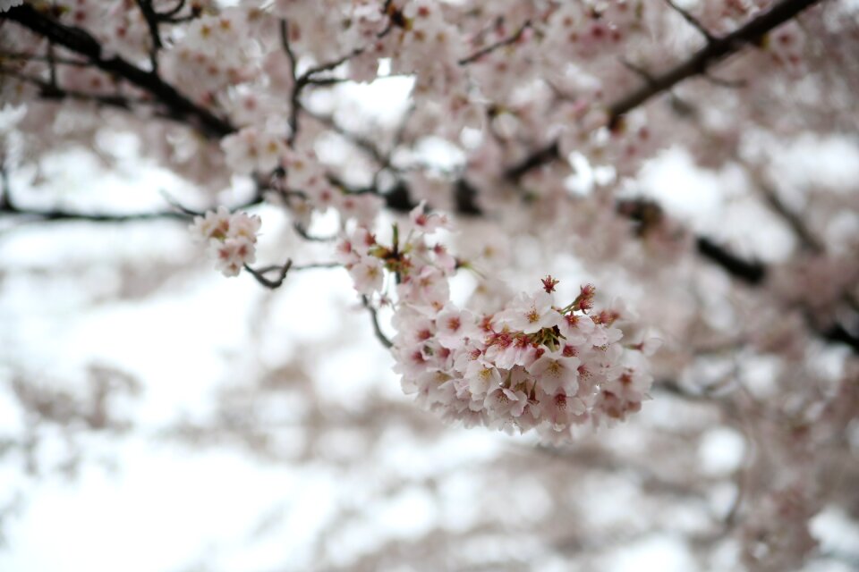 Spring cherry blossom sakura