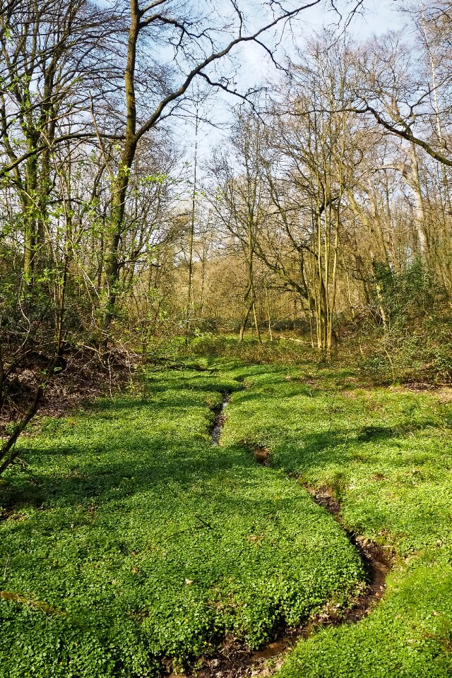Glade trees nature