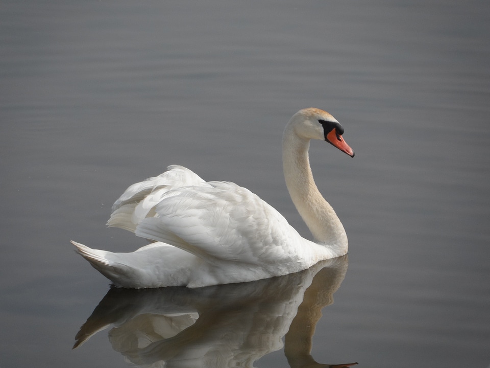 Swan duck bird