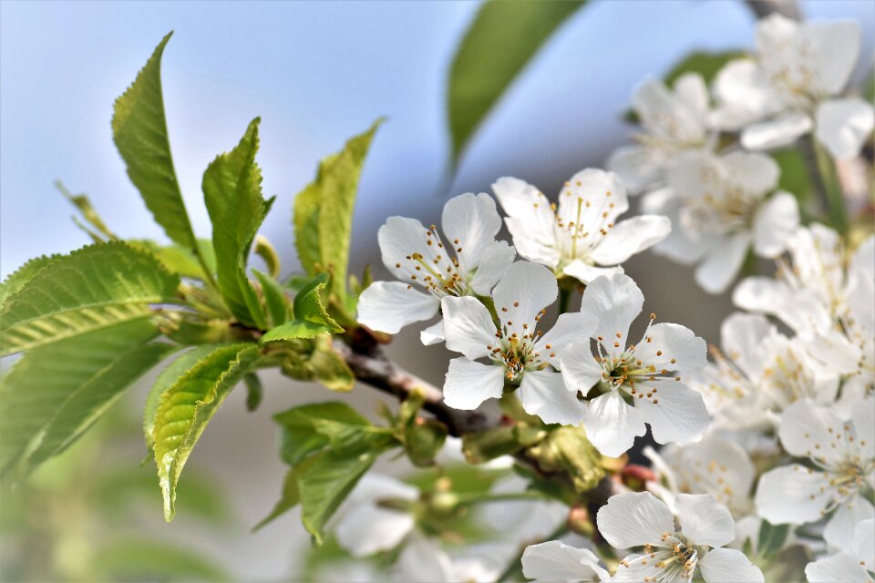 Cherry tree plant white