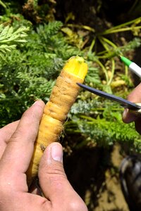 Vegetable healthy agriculture