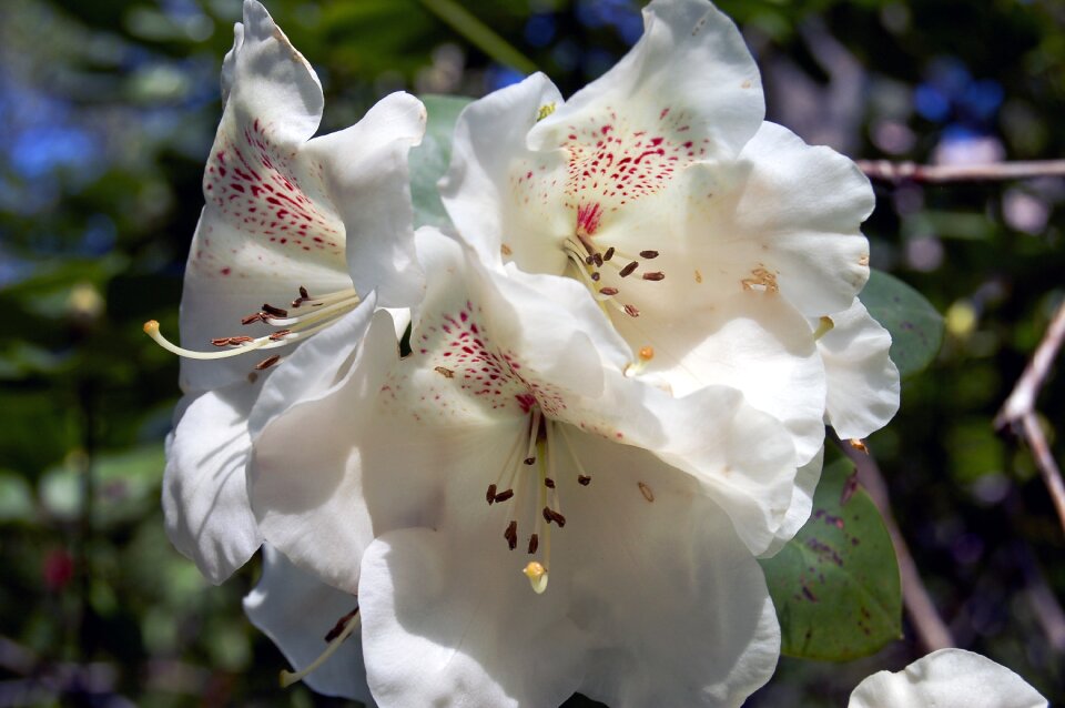 Nature spring blossom