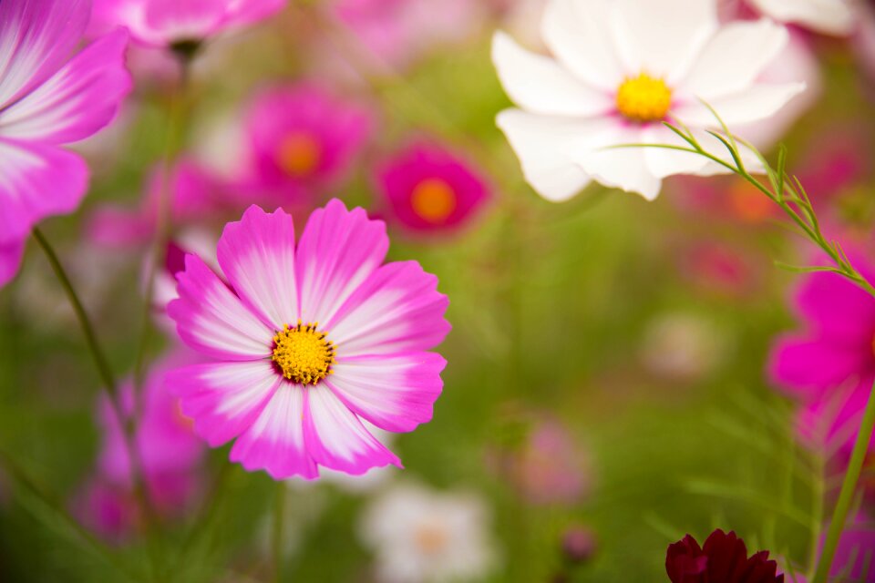 South korea cosmos color