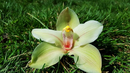 Orchids orchidaceae flower