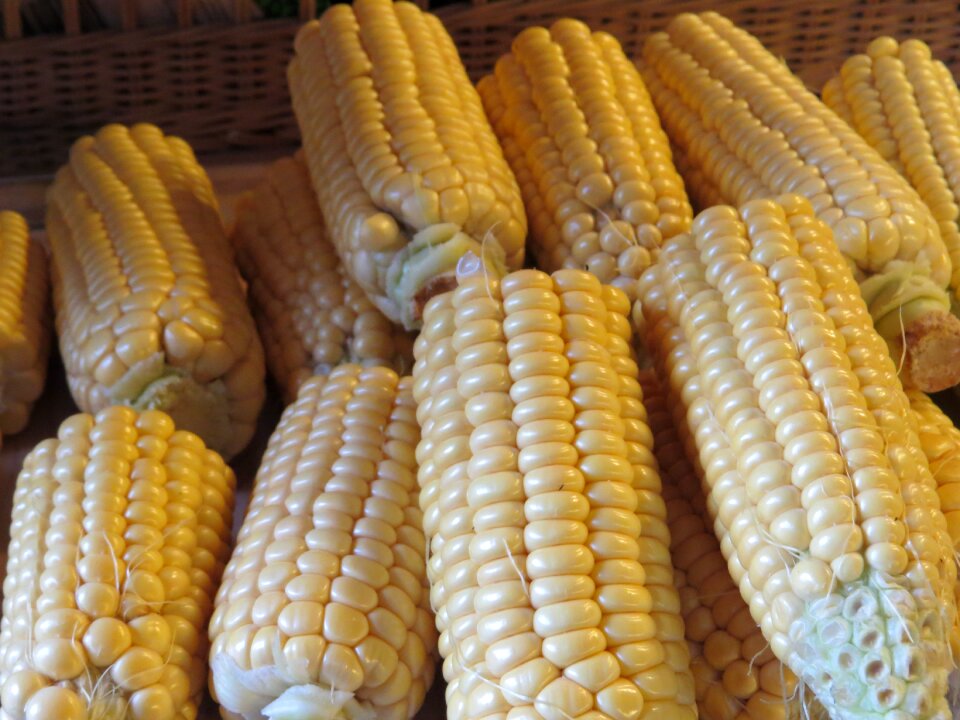 Corn on the cob cereals food
