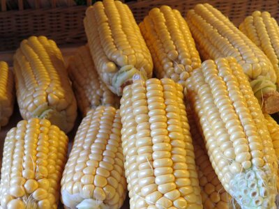 Corn on the cob cereals food