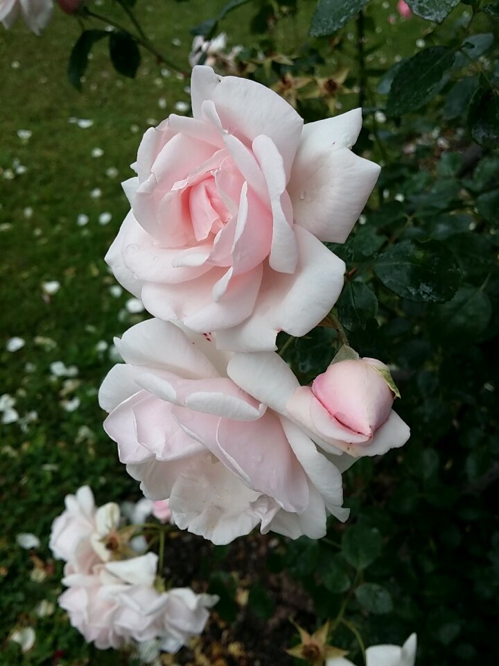 Rose bloom blossom bloom