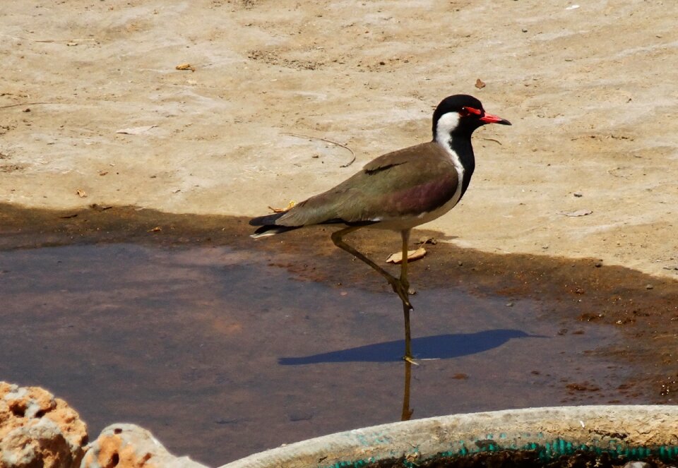 Ornithology avian wildlife