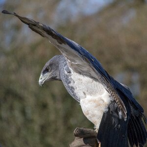 Bird wildlife predator