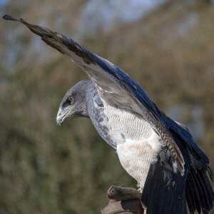 Bird wildlife predator photo