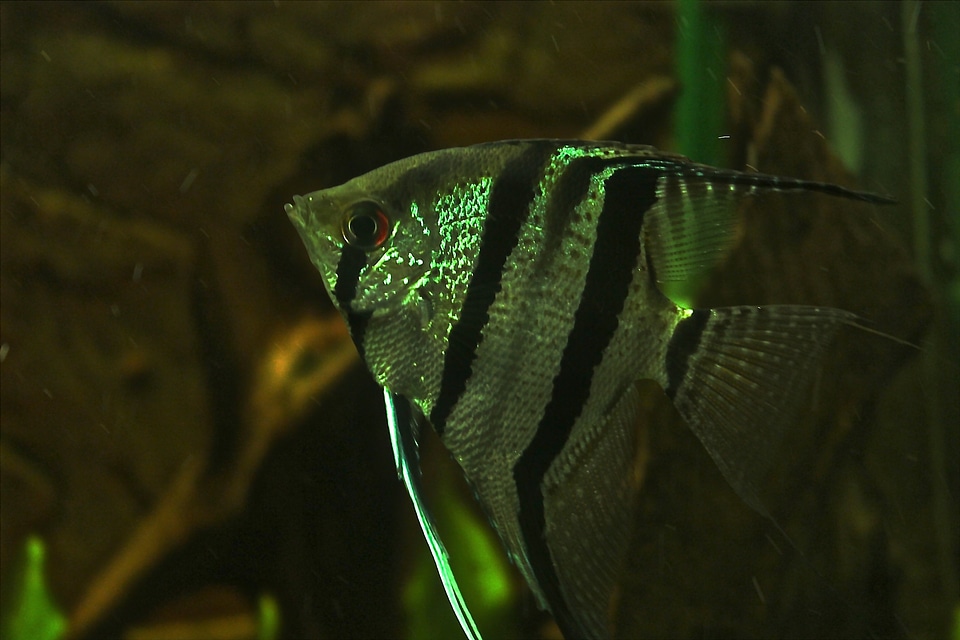 Aquarium exotic beautiful