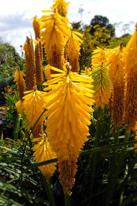 Flower nature tall
