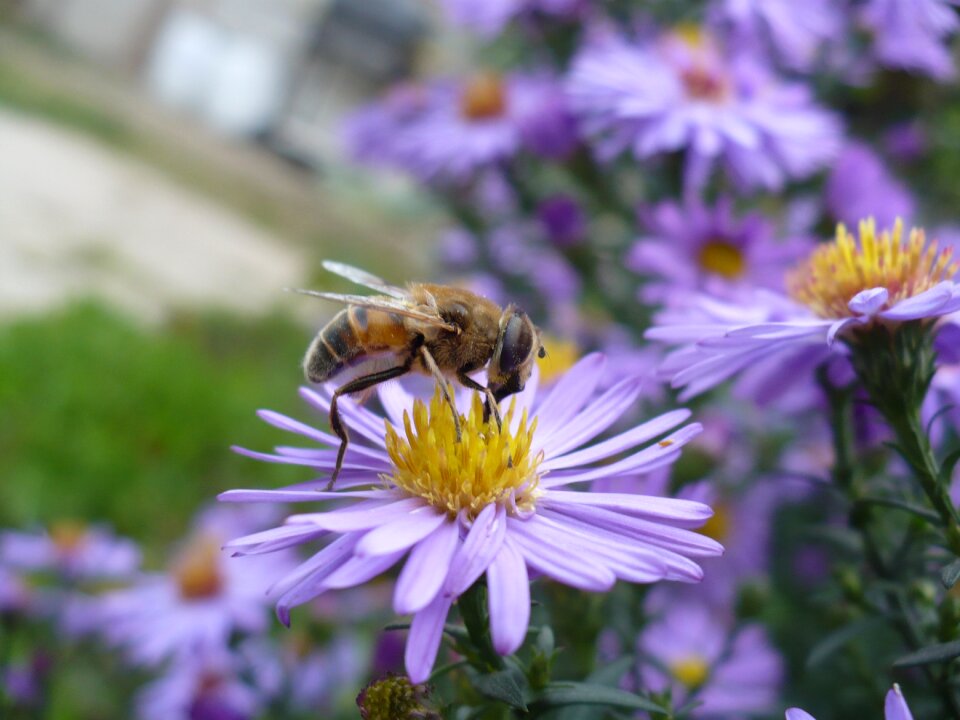 Insect pollen floral
