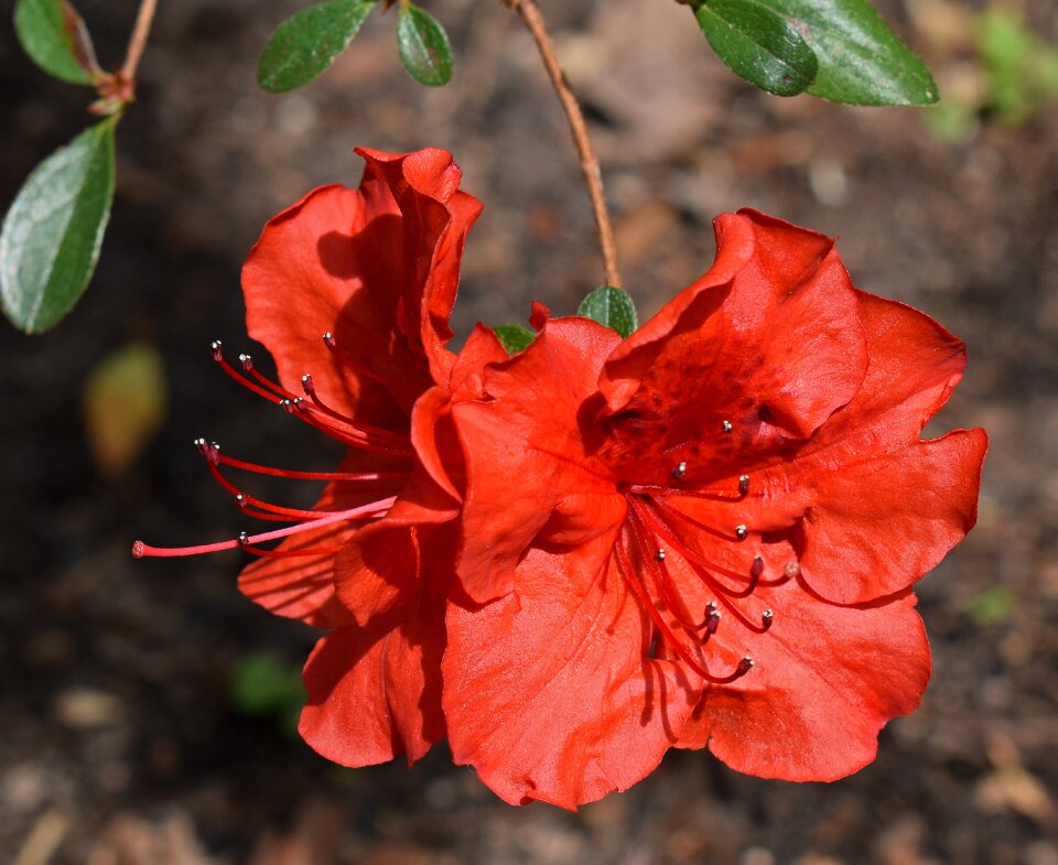 Blossom bloom shrub