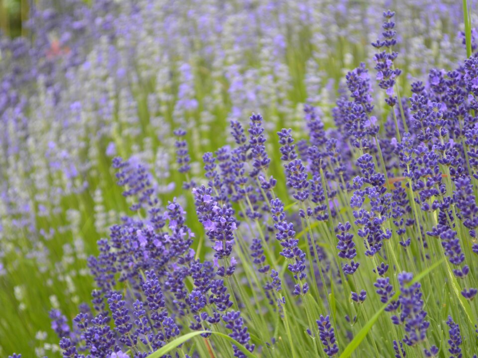 Violet purple lavender flowers photo