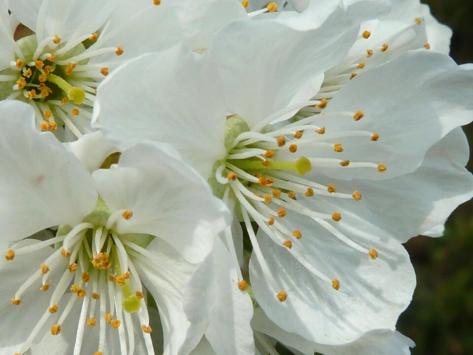 White blossom cherry tree