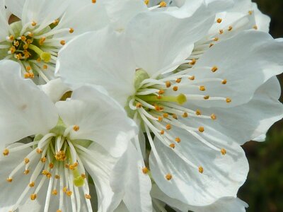 White blossom cherry tree photo