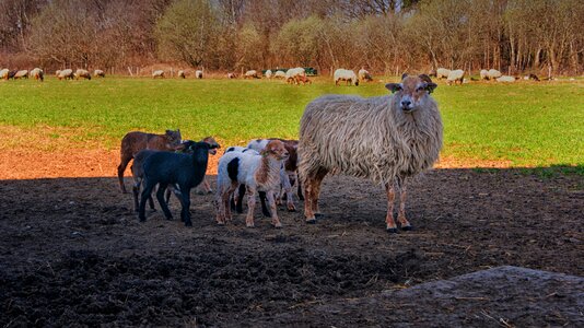 Nature lambs pasture photo