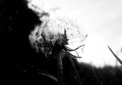 Seed flower softness