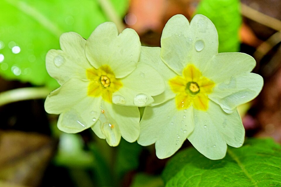 Nature flowers plants