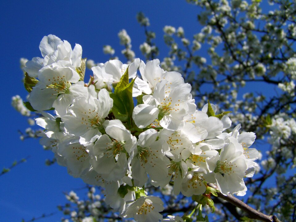 White flower fruit tree spring