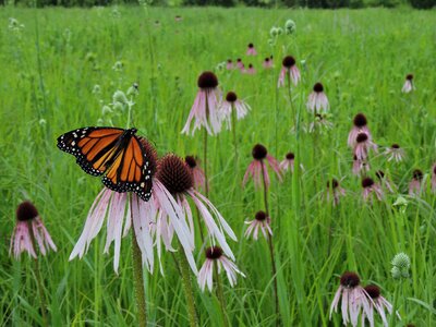 Prairie wildflowers meadow