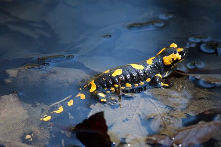 Fire salamander kapuzinerberg salzburg