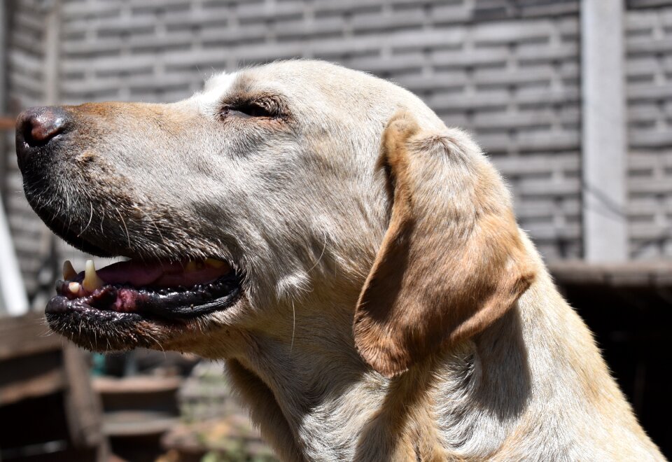 Animal labrador attentive